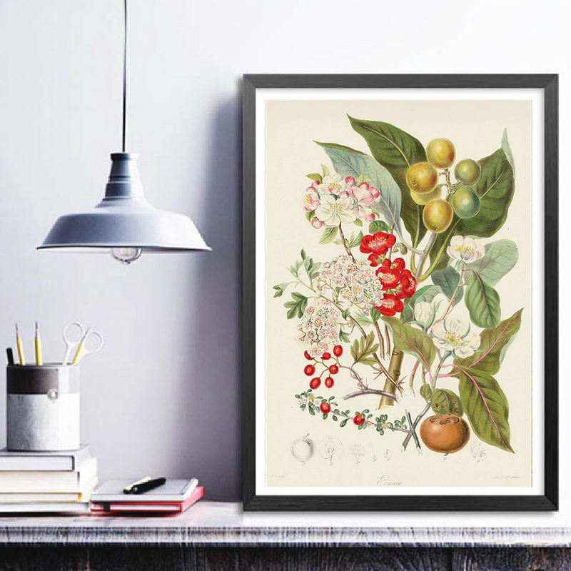 Coleção Botânica: Pôsteres e I - Vintage Collectible Posters avaliação e preço
