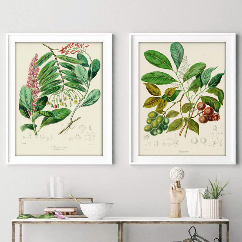 Coleção Botânica: Pôsteres e I - Vintage Collectible Posters avaliação e preço
